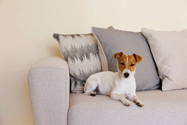 istock Beautiful purebred jack russell terrier. 1306167163