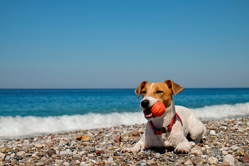 Funny looking jack russell terrier puppy wet after swimming in the sea, playing with rubber ball at shingle beach. Adorable doggy lying down on pebbles. Portrait, close up, copy space, background.