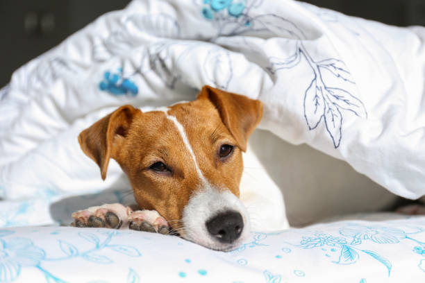 istock Beautiful purebred jack russell terrier. 1306167270