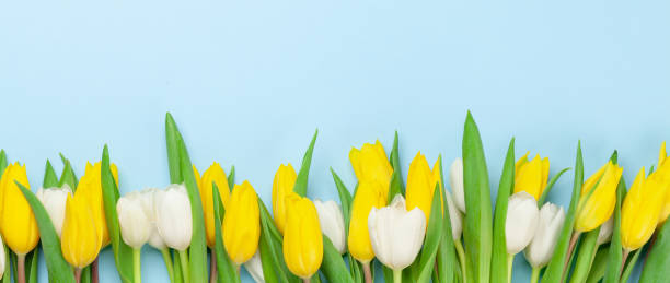 istock Colorful tulip flowers 1306167351