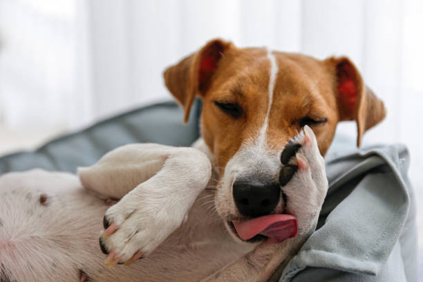 hermoso jack russell terrier de pura raza. - pets bed bedroom animal fotografías e imágenes de stock
