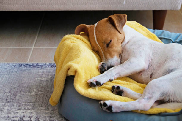 istock Beautiful purebred jack russell terrier. 1306168301