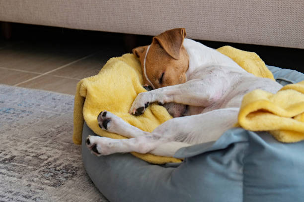 hermoso jack russell terrier de pura raza. - pets bed bedroom animal fotografías e imágenes de stock