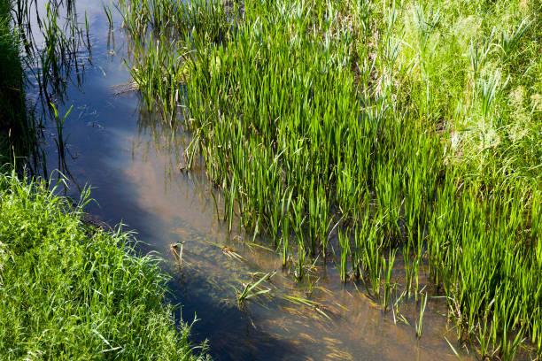 istock dirty water in a lake or river 1306168470