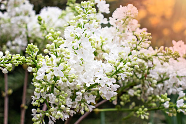 istock white lilac flower in the garden in spring 1306168667