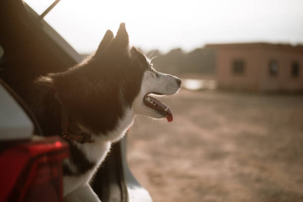 istock Husky dog in a car trunk 1306169571