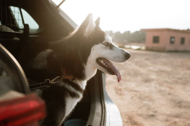 istock Husky dog in a car trunk 1306169610