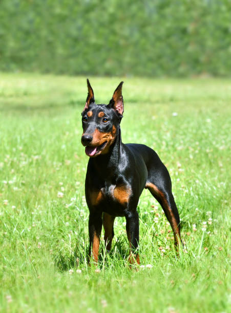 istock Tan-and-black Doberman dog or German Pinscher 1306169658