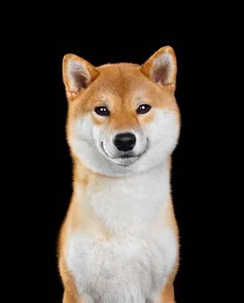 istock Shiba inu dog 1306169670