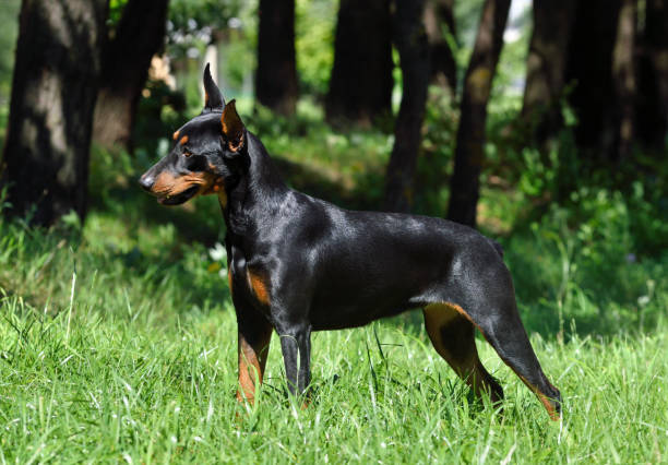 istock Tan-and-black Doberman dog or German Pinscher 1306169676