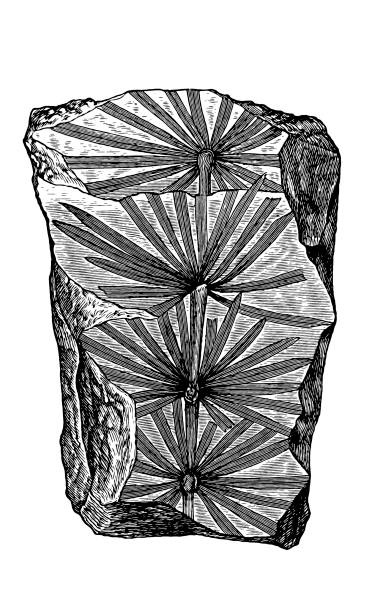ископаемые растения ,annularia является форма таксон имя, данное листьям бедствий - fossil leaves stock illustrations