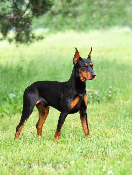 istock Tan-and-black Doberman dog or German Pinscher 1306169693