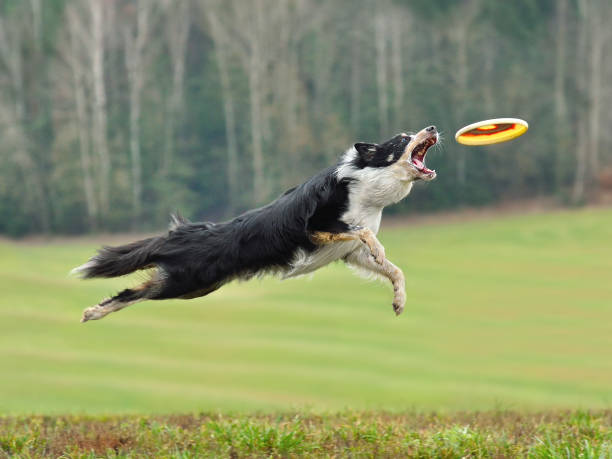 cane in volo cattura un frisbee - active disk foto e immagini stock