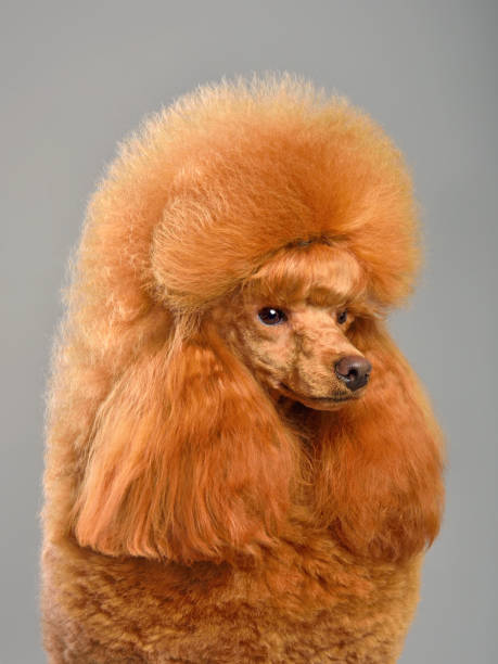 istock Portrait of beautiful toy poodle 1306169698