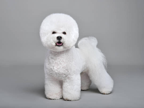 istock Bichon Frieze dog 1306169711