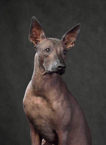 istock Xoloitzcuintli or Mexican Hairless Dog 1306169817