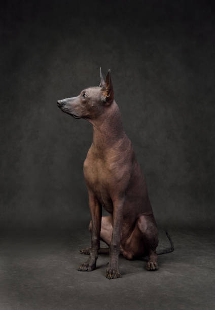 istock Xoloitzcuintli or Mexican Hairless Dog 1306169841