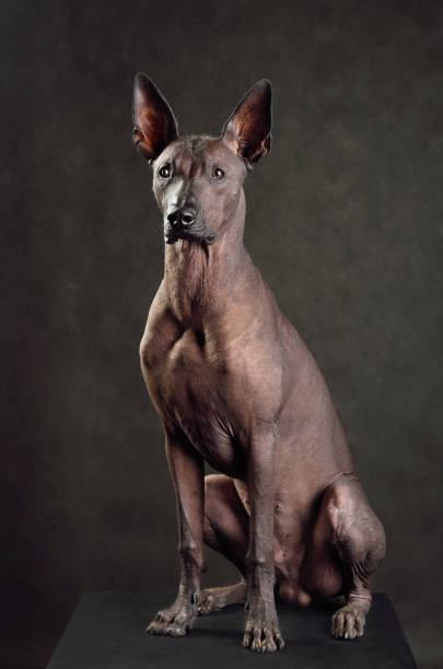 istock Xoloitzcuintli or Mexican Hairless Dog 1306169842