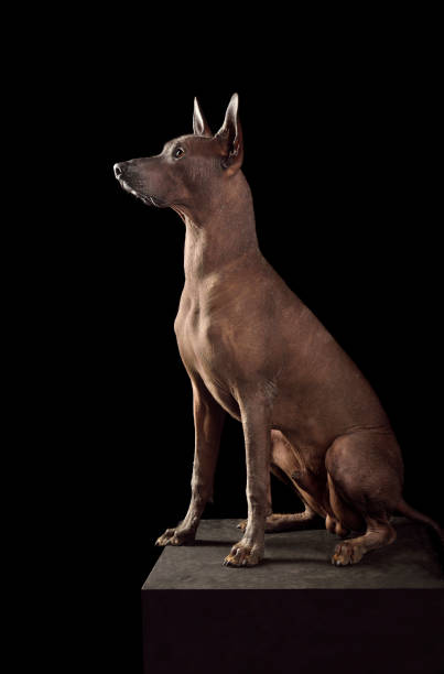 istock Xoloitzcuintli or Mexican Hairless Dog 1306169854