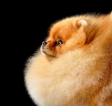 Studio portrait of red Pomeranian Spitz puppy isolated on a black background