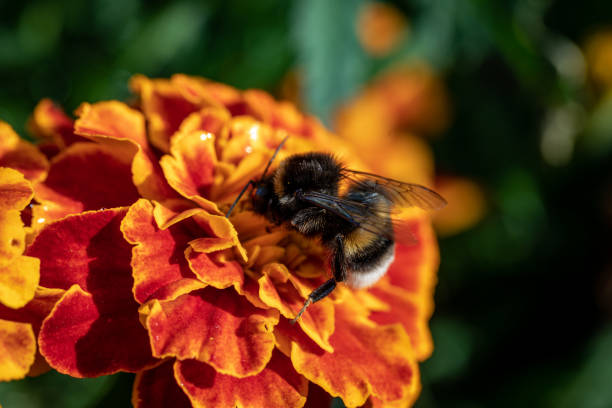 bumblebee (bombus pascuorum) em uma flor de laranja - jelgava - fotografias e filmes do acervo