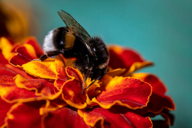 bumblebee (bombus pascuorum) em uma flor de laranja - jelgava - fotografias e filmes do acervo