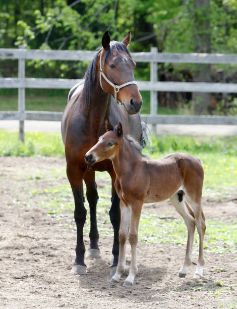 istock Horses Mare and foal 1306170110
