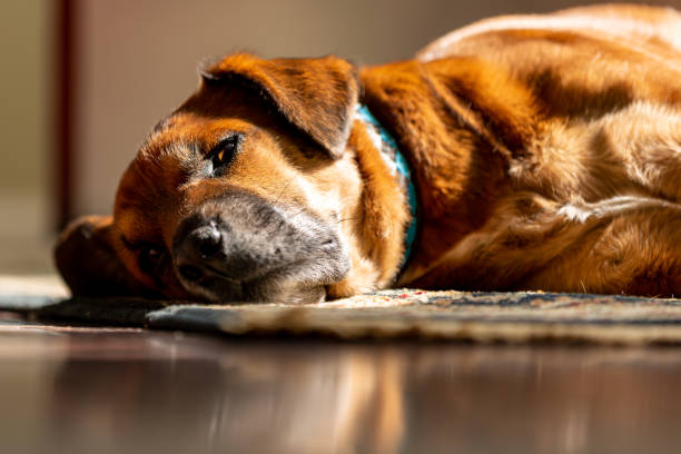 istock An older brown dog sleeping the sun. 1306171129