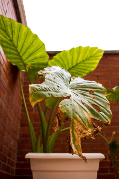 istock withered leaf, big plant in a flowerpot 1306171404
