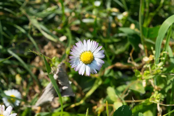 Single common daisy flower with many white petals, Bellis perennis, on the meadow, top view, blurred background