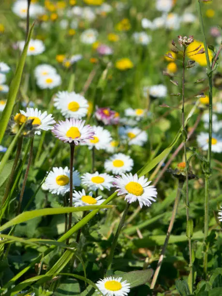 Lawn with many white common daisies, Bellis perennis, spring concept