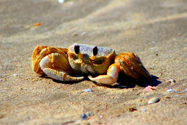 istock Sand crab on a beach in the summer sun in Texas 1306171894