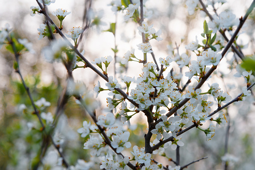 Blooming tree with white flowers. Spring flowers on cherry tree in sunlight. Soft focus