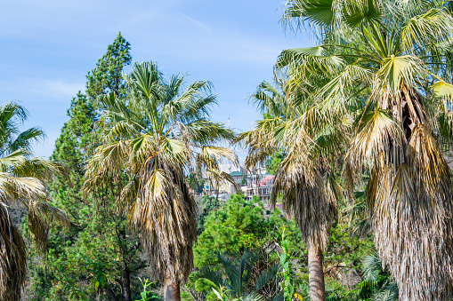 Palm trees and blue sky in the Sochi city, Russia