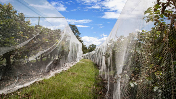 istock Tropical fruit longan protected by Anti bird and pest netting. 1306173908