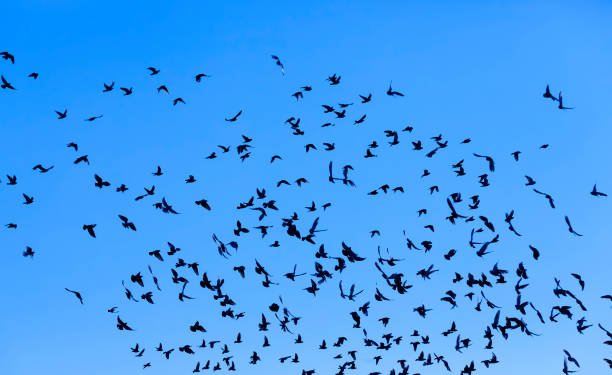 istock a large number of birds 1306173973