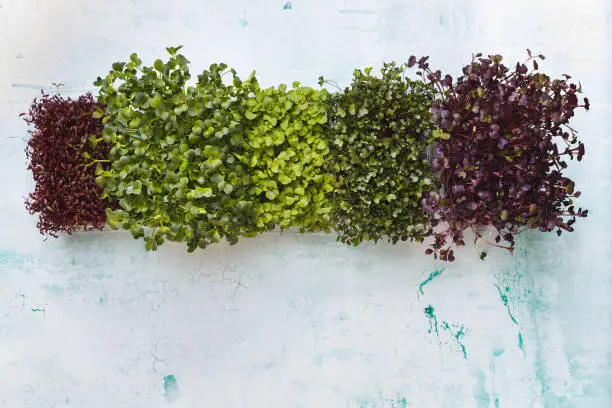 Growing Micro Greens.  Various types of  micro greens vegetables growing up in boxes. Indoor vegetable gardening. Top view, blank space