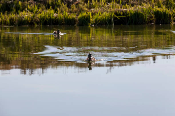 istock wild ducks during recreation and hunting 1306174007