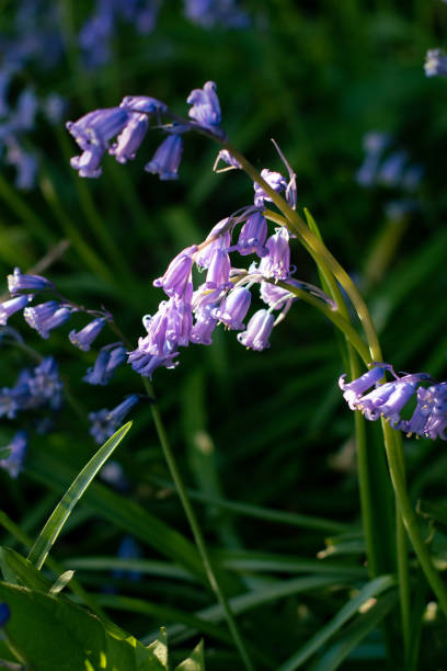 istock Bluebells Close-Up with Leaves 1306175242