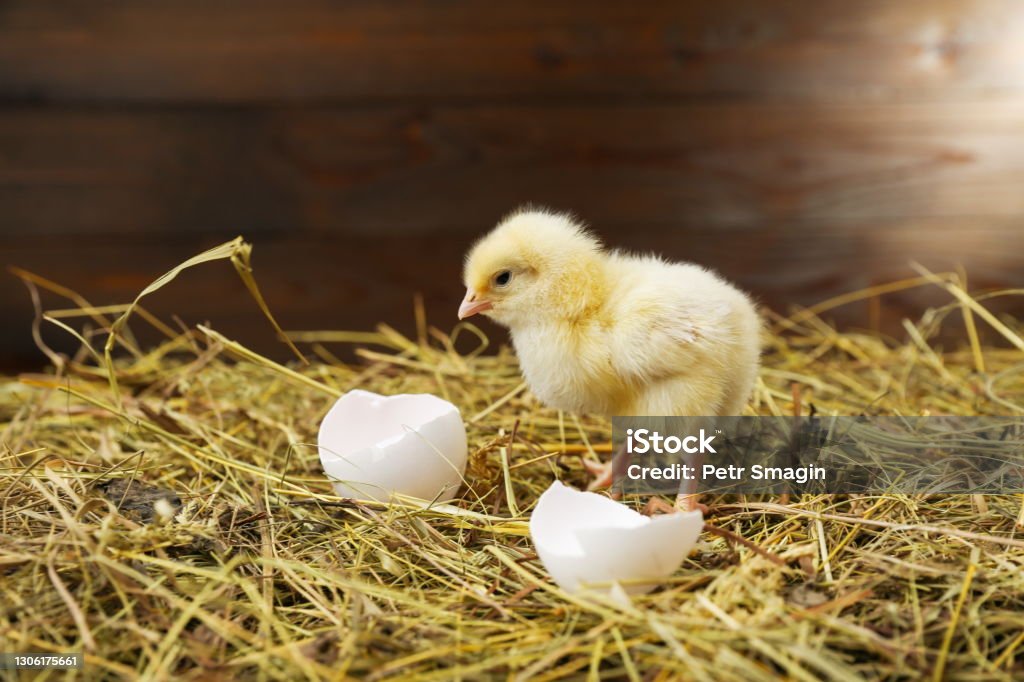 small chick on the hay with egg shells small chick on the hay with egg shells on a rustic wooden background. Baby Chicken Stock Photo