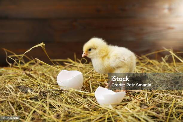 Small Chick On The Hay With Egg Shells Stock Photo - Download Image Now - Baby Chicken, Young Bird, Hatching