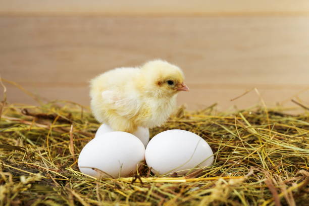 istock little chick is on the straw with eggs 1306175664