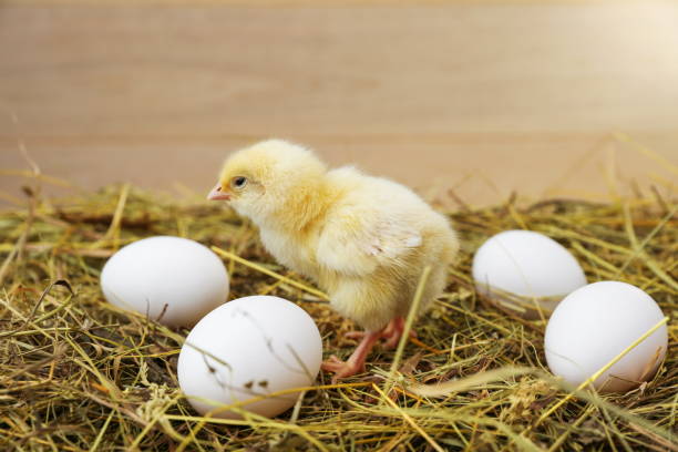 istock little chick is on the straw with eggs 1306175691