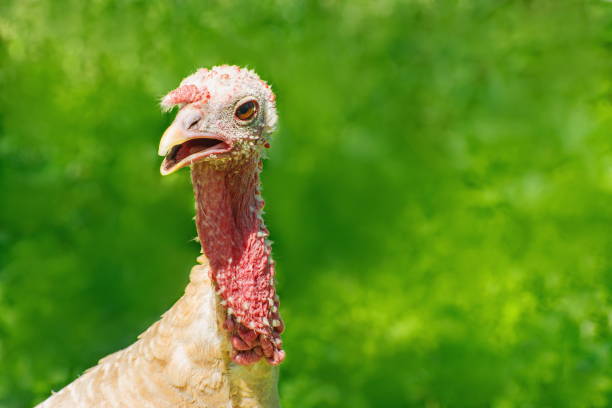 Wild Turkey close-up on a blurred green background. Meleagris Gallopavo