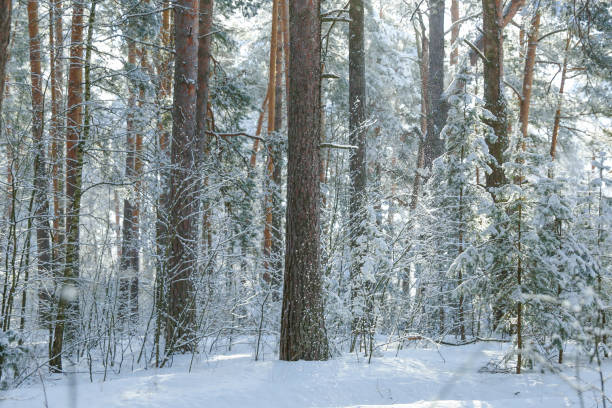 istock winter landscape on a sunny day 1306175883
