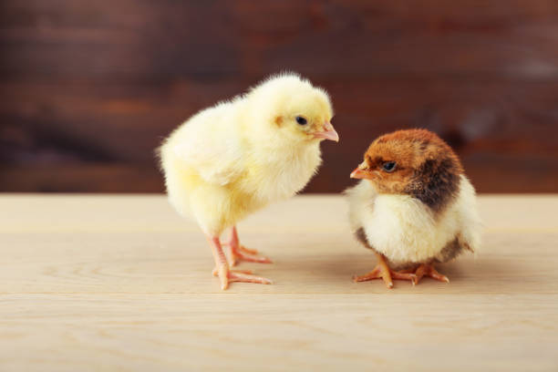 istock small chicks are on wooden background 1306175975