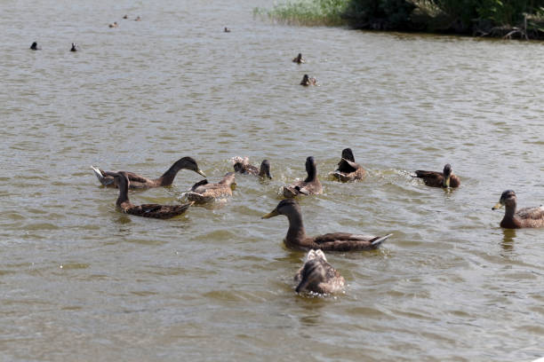 istock wild nature with flying and waterfowl 1306176606