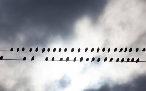 istock a large number of birds 1306177366