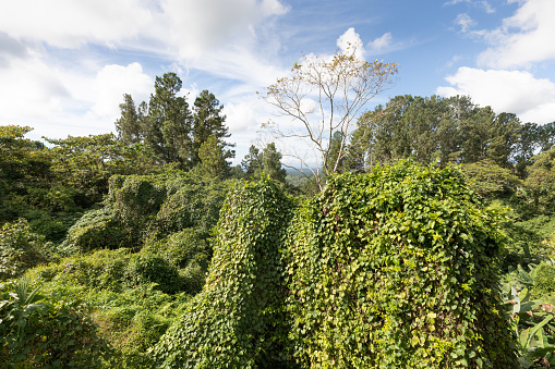 Panama Chiriqui province, Buena Vista dense tropical jungle in a sunny day