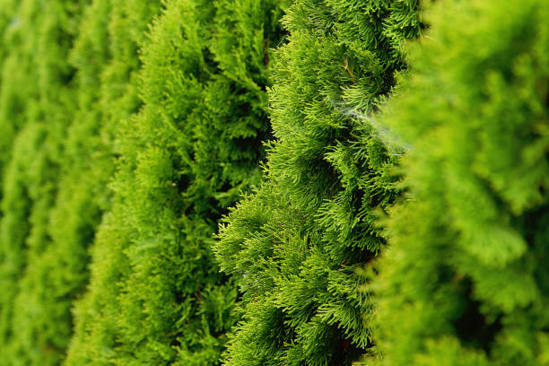 istock Evergreen coniferous hedge Thuja occidentalis Golden Smaragd 1306178269